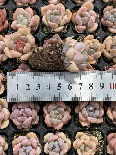 多肉植物 セキリュウシセイエイ 128株セット 品番AB0126