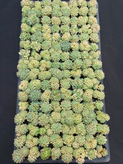 多肉植物 グリーンジェム 128株セット 品番AB0121