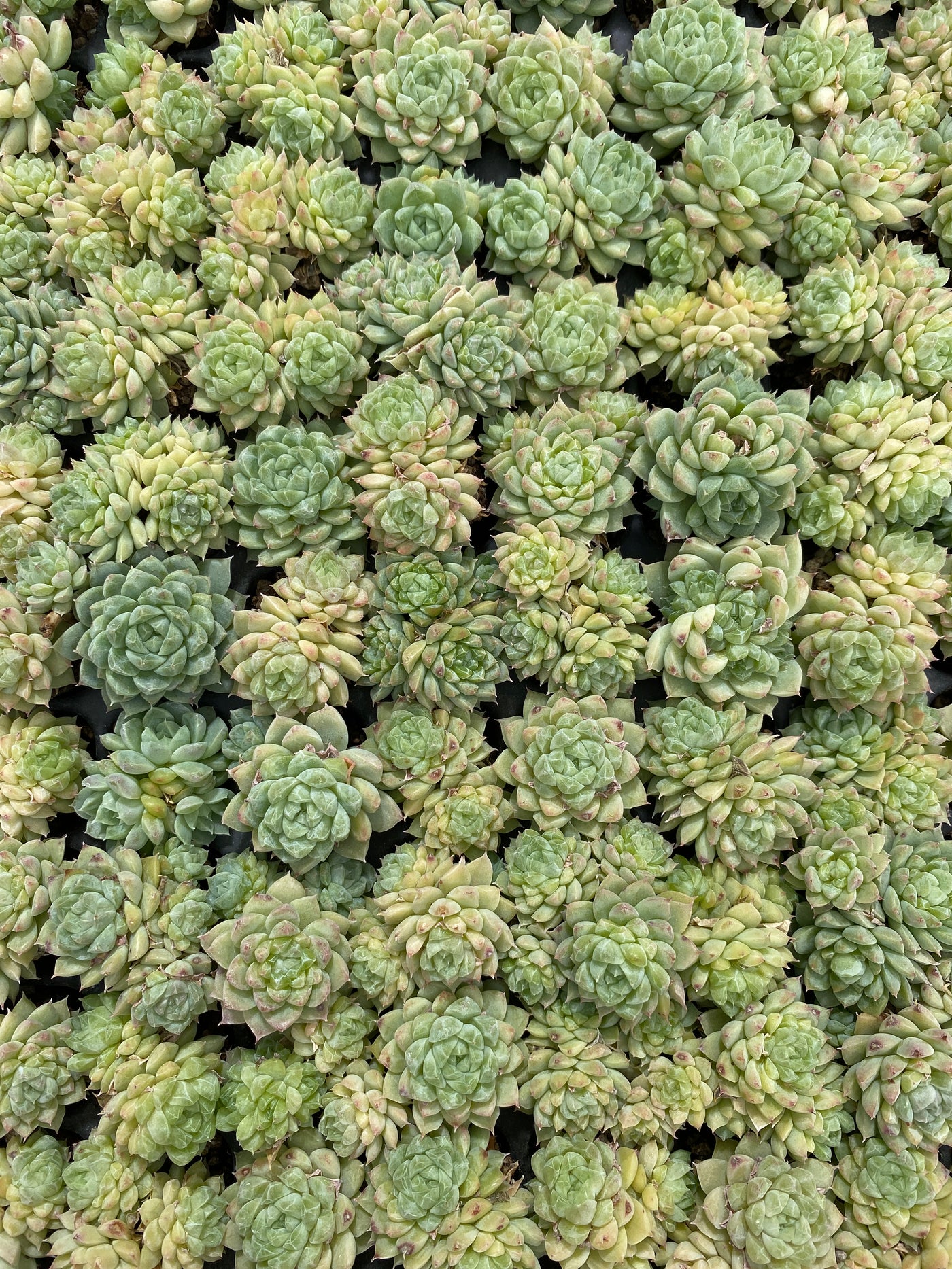 多肉植物 グリーンジェム 128株セット 品番AB0121