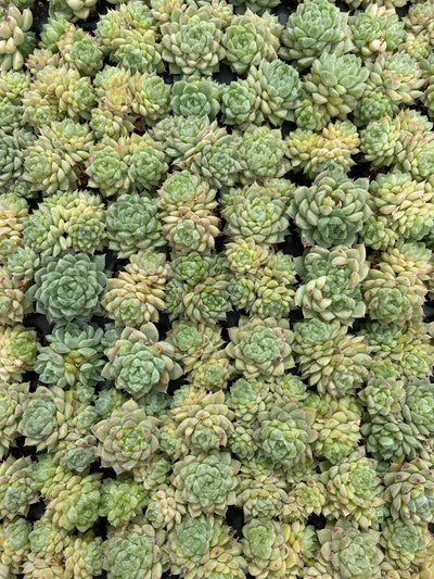多肉植物 グリーンジェム 128株セット 品番AB0121