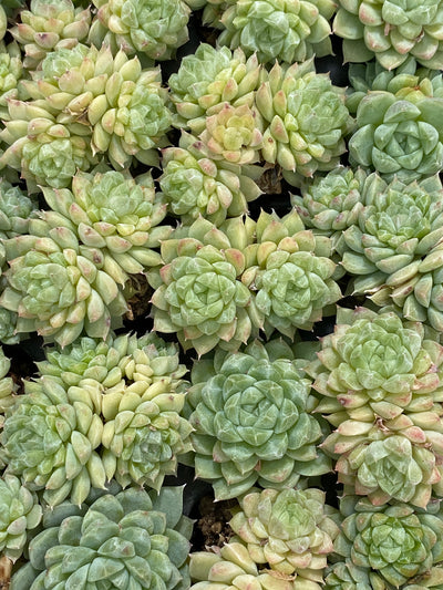 多肉植物 グリーンジェム 128株セット 品番AB0121