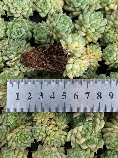 多肉植物 グリーンジェム 128株セット 品番AB0121