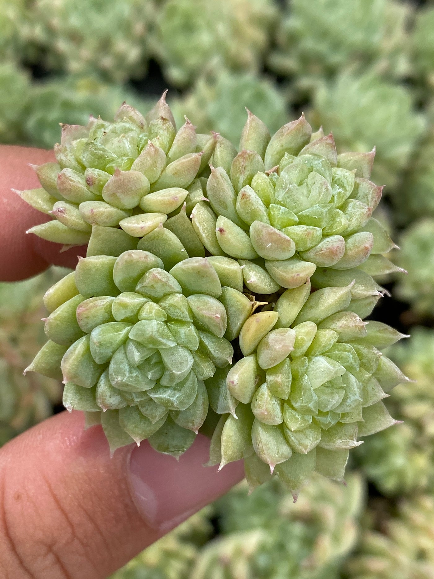 多肉植物 グリーンジェム 128株セット 品番AB0121