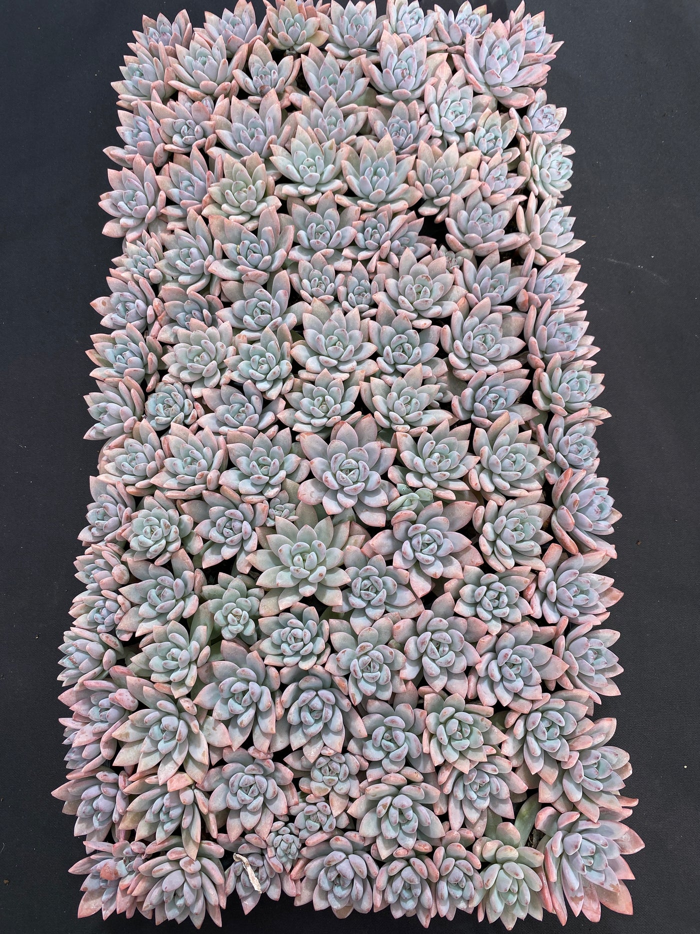 多肉植物 スターオレンジ 105株セット 品番AB0166