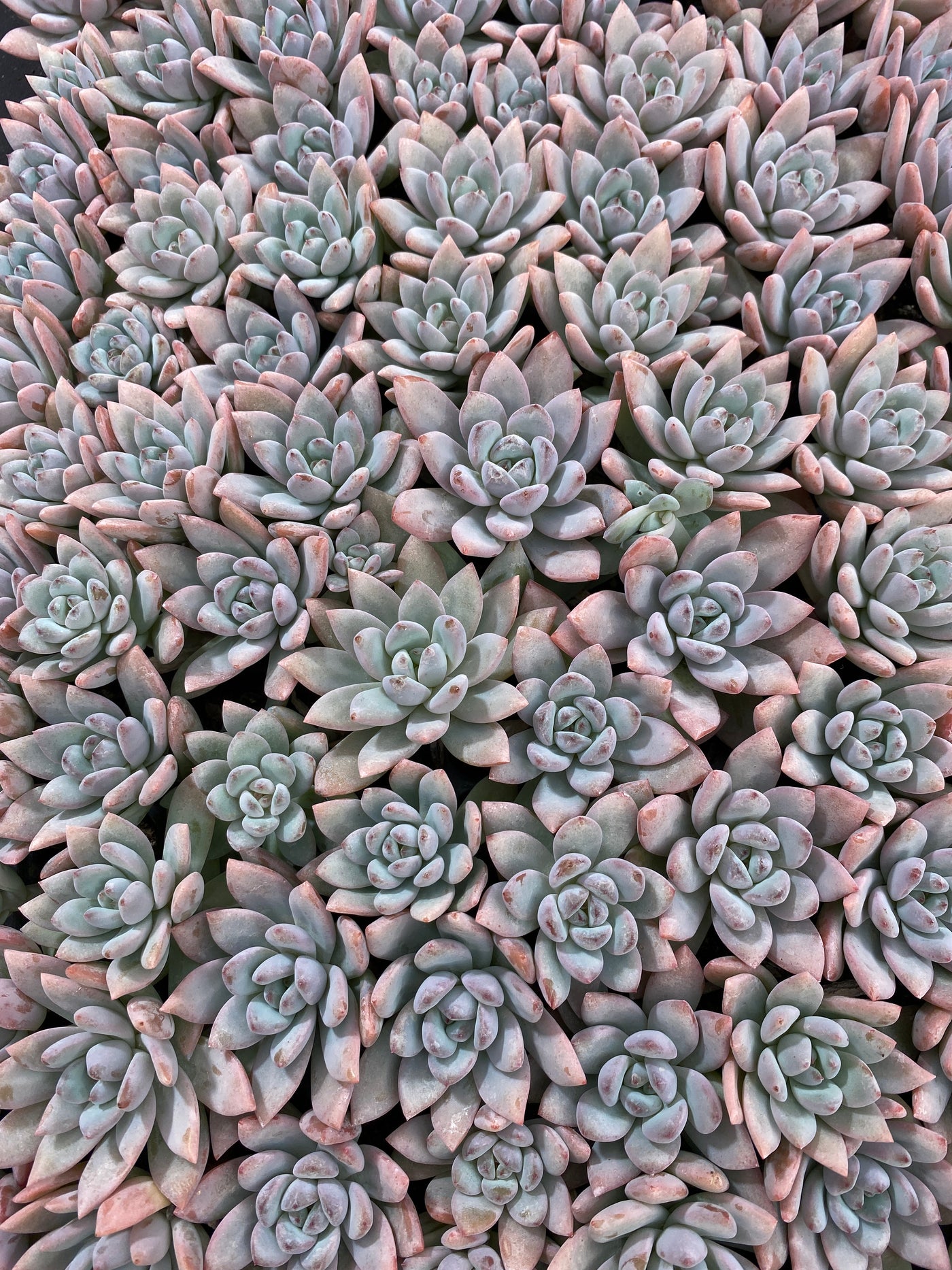 多肉植物 スターオレンジ 105株セット 品番AB0166
