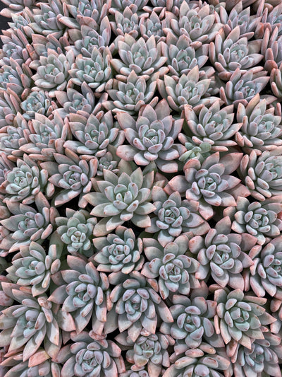 多肉植物 スターオレンジ 105株セット 品番AB0166