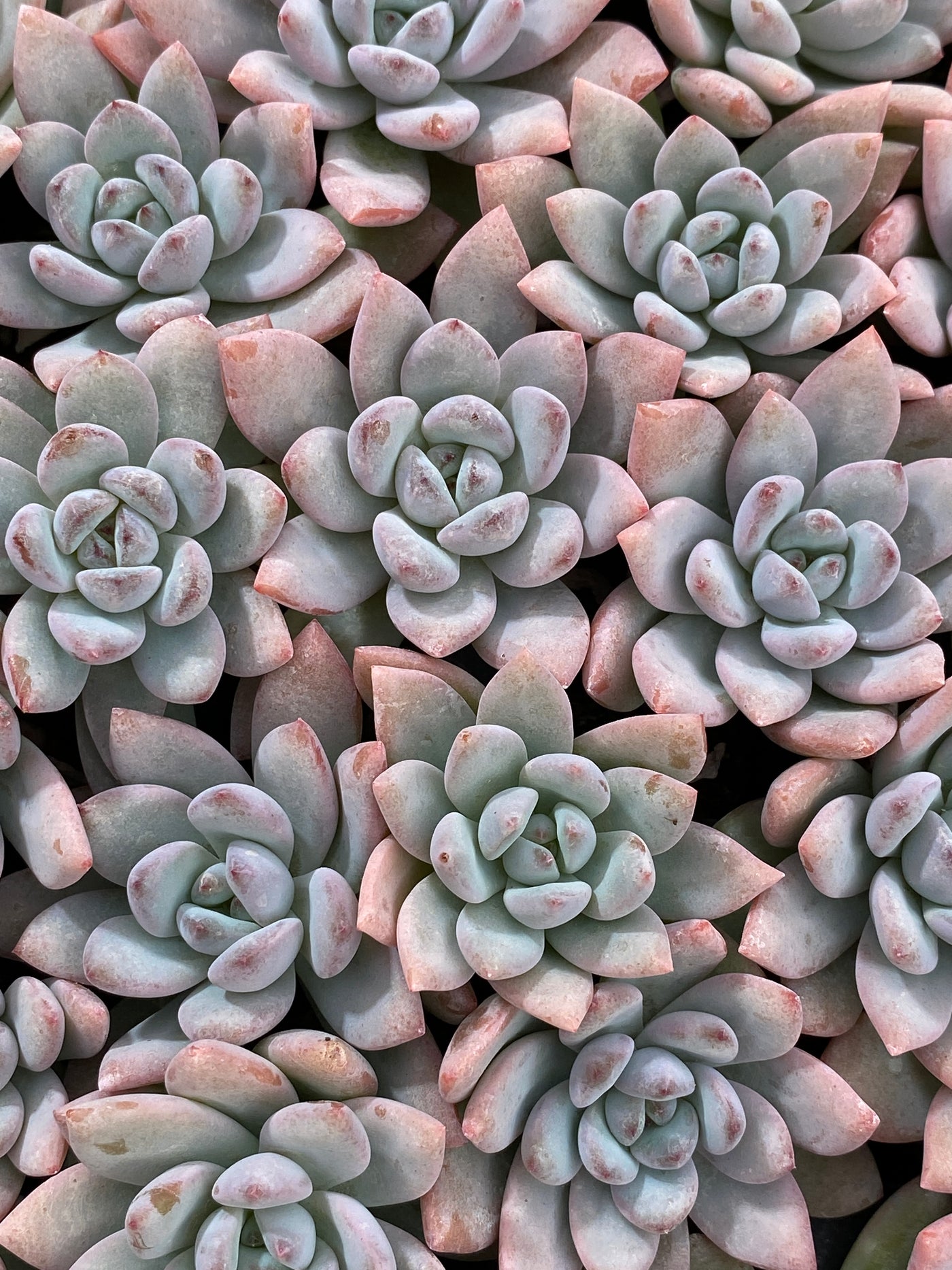 多肉植物 スターオレンジ 105株セット 品番AB0166