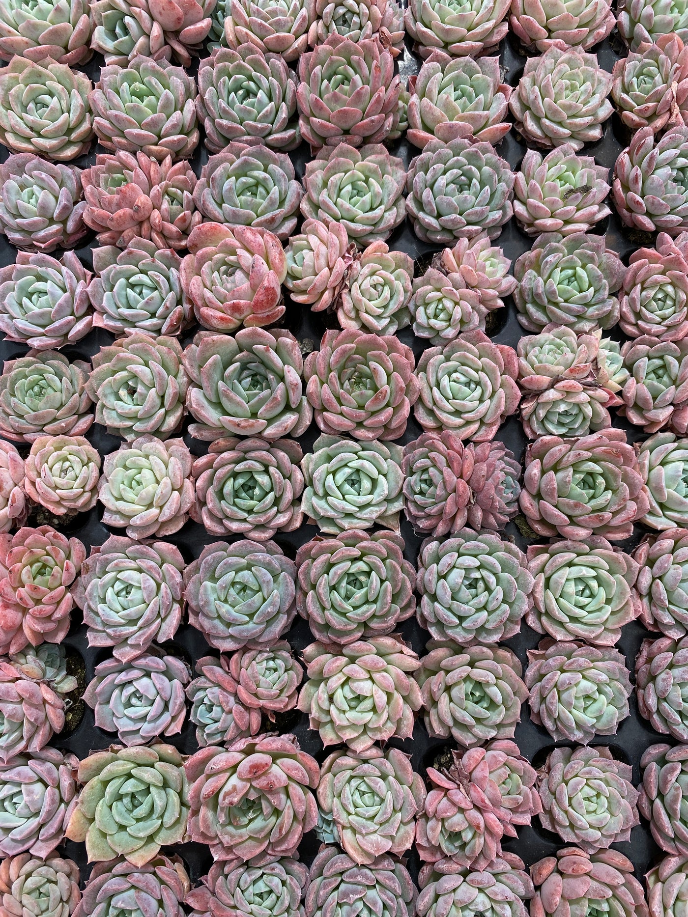 多肉植物 タンシャ 105株セット 品番AB0150