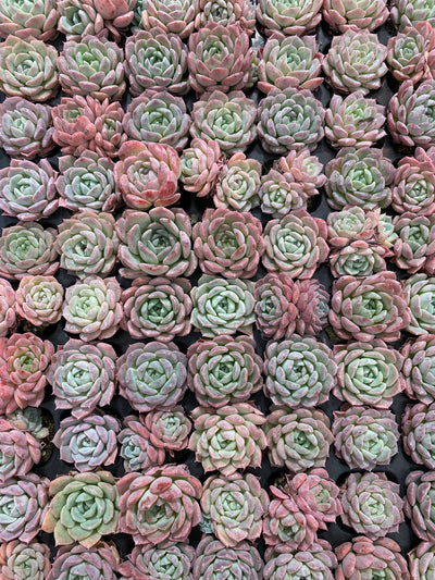 多肉植物 タンシャ 105株セット 品番AB0150