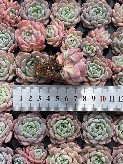 多肉植物 タンシャ 105株セット 品番AB0150