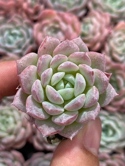 多肉植物 タンシャ 105株セット 品番AB0150