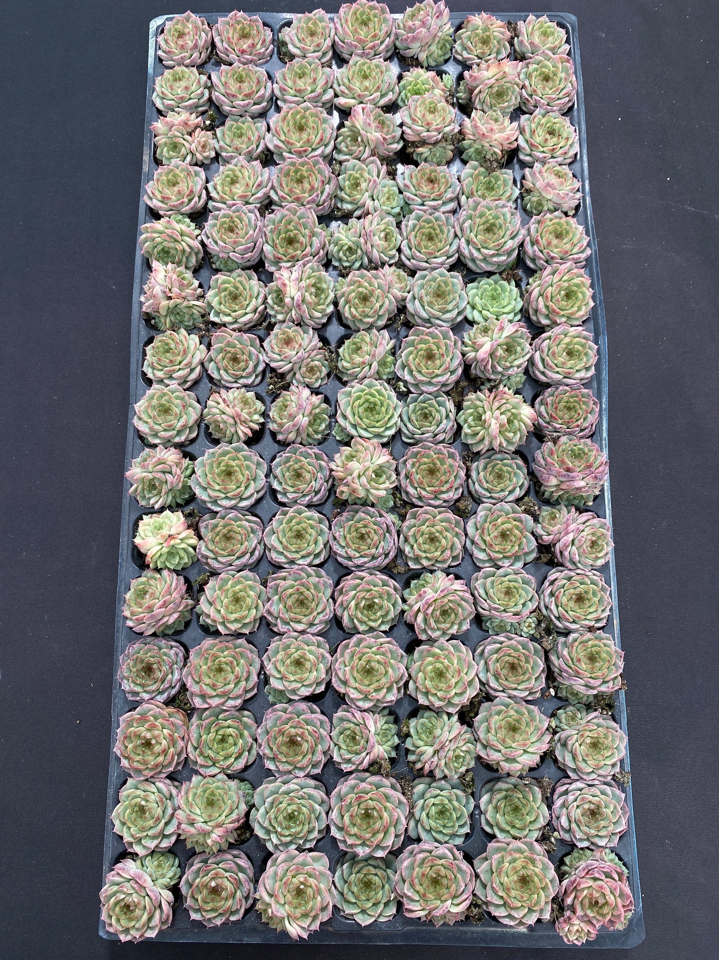 多肉植物 ホンマ 105株セット 品番AB0130