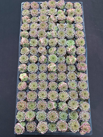 多肉植物 ホンマ 105株セット 品番AB0130