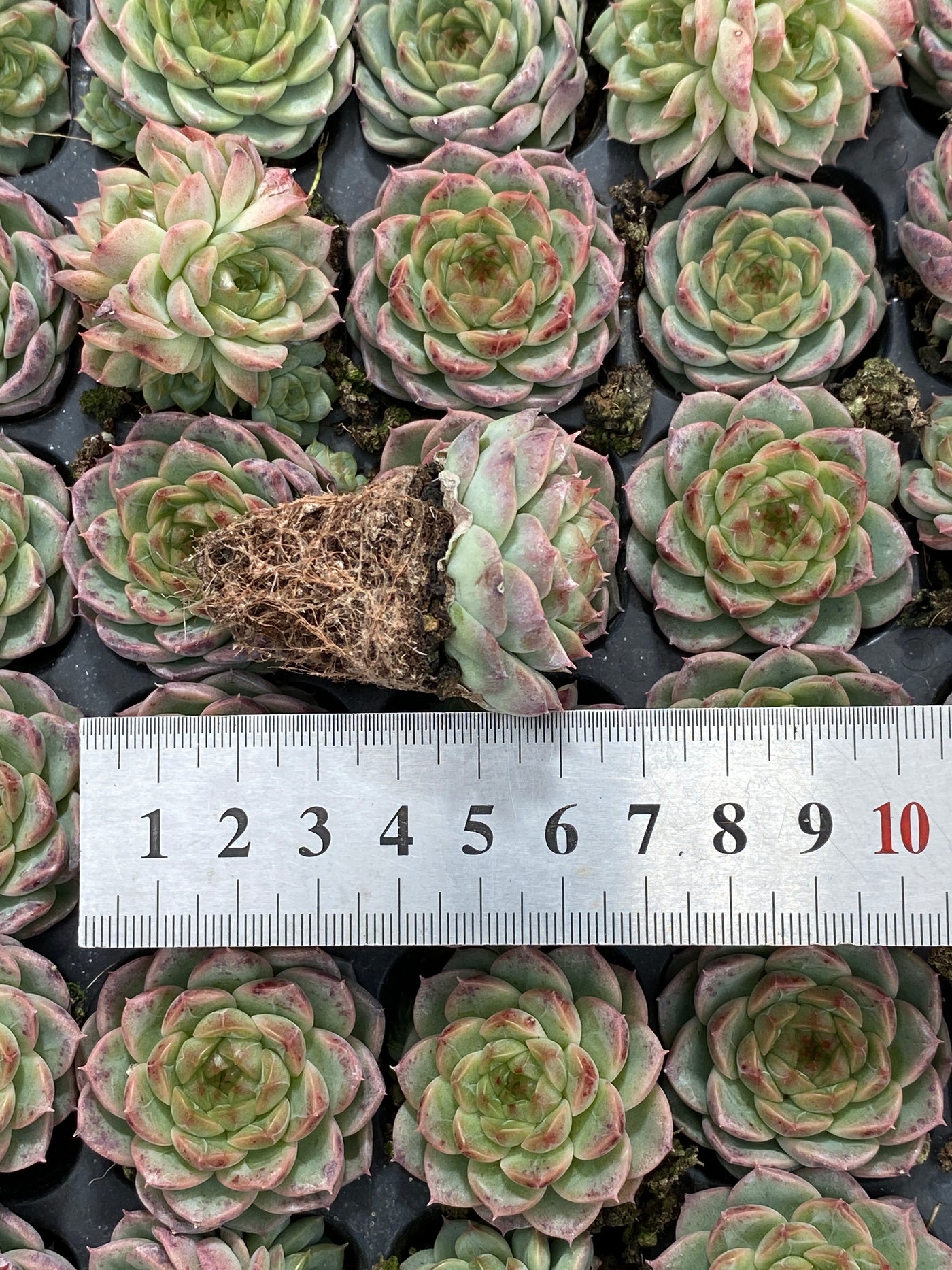 多肉植物 ホンマ 105株セット 品番AB0130