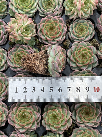 多肉植物 ホンマ 105株セット 品番AB0130
