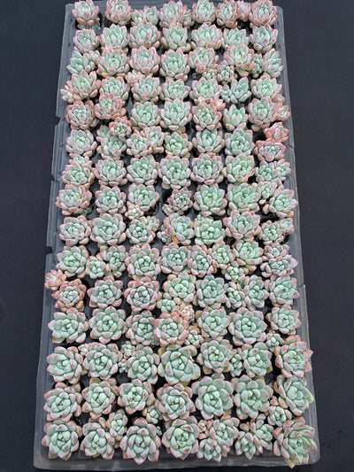 多肉植物 ギョシャン 105株セット 品番AB0151
