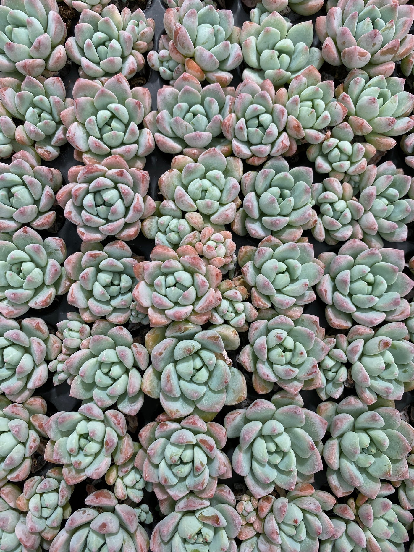 多肉植物 ギョシャン 105株セット 品番AB0151