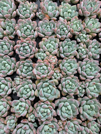 多肉植物 ギョシャン 105株セット 品番AB0151