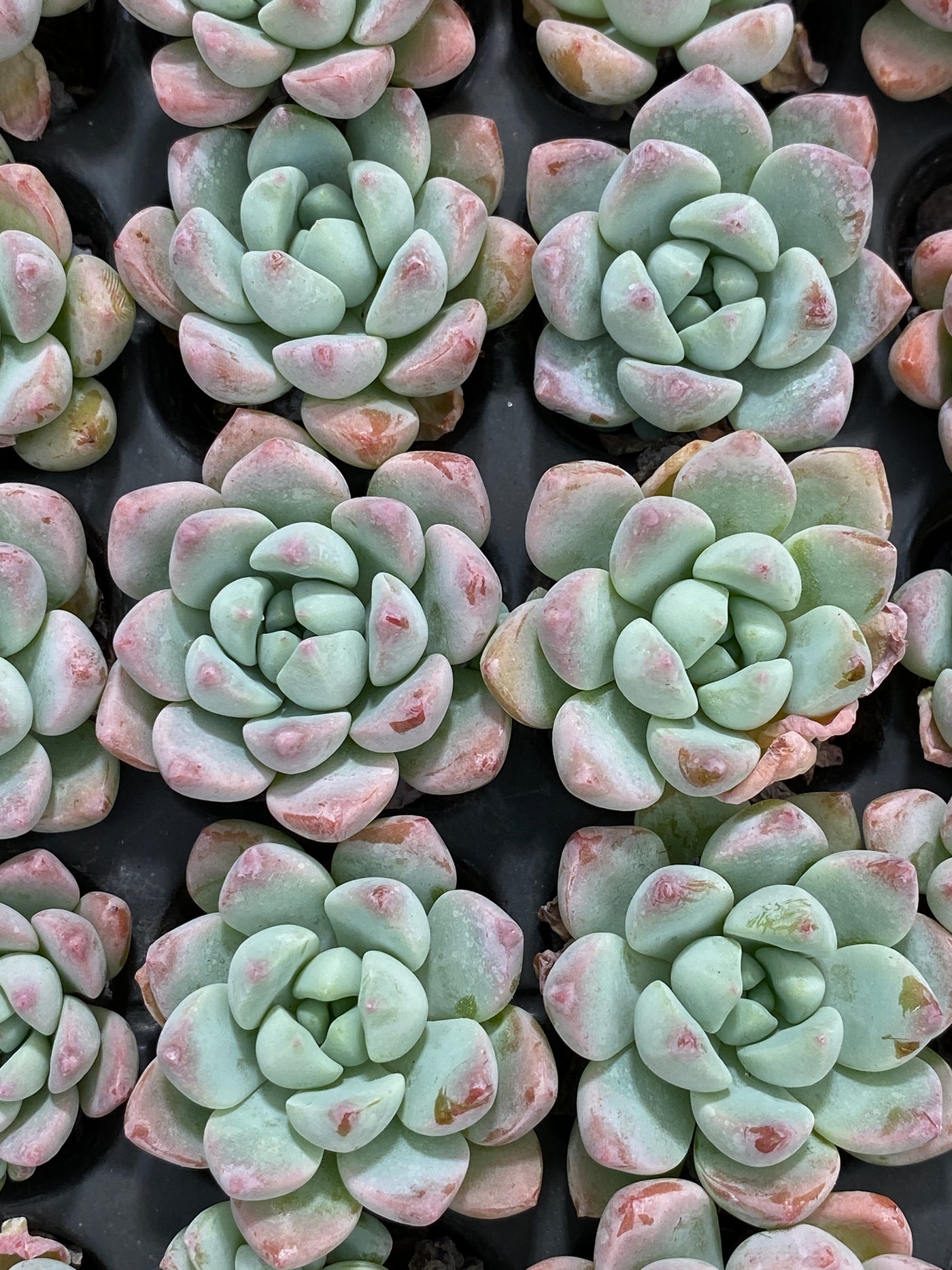 多肉植物 ギョシャン 105株セット 品番AB0151