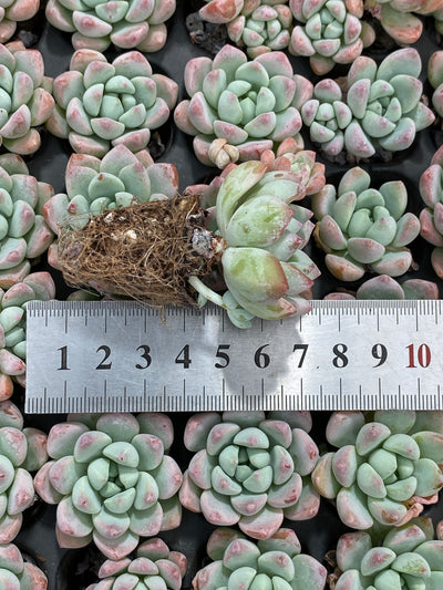 多肉植物 ギョシャン 105株セット 品番AB0151