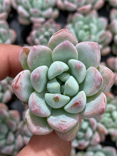 多肉植物 ギョシャン 105株セット 品番AB0151
