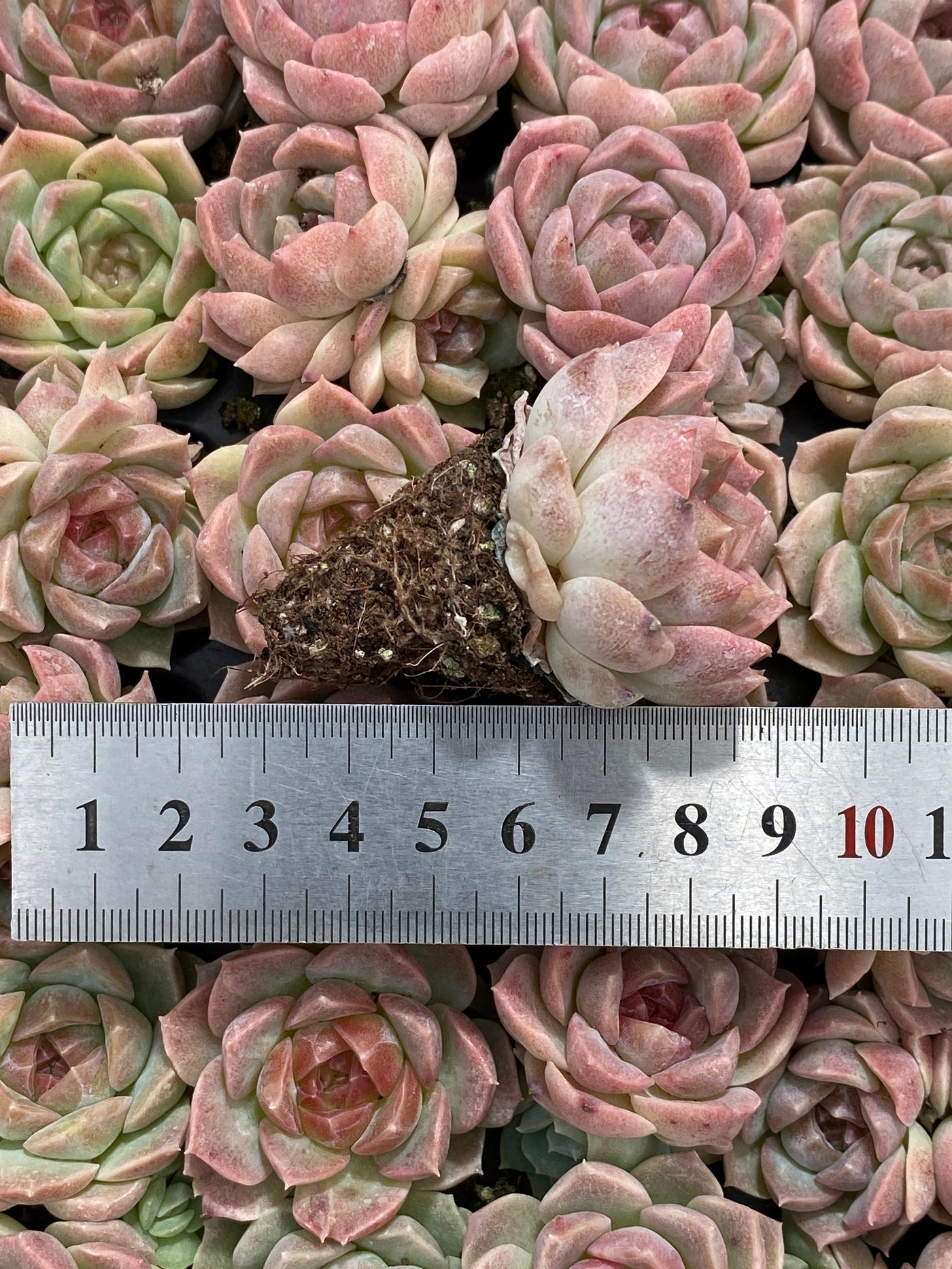 多肉植物 ムゲンホウヨウ 105株セット 品番AB0212
