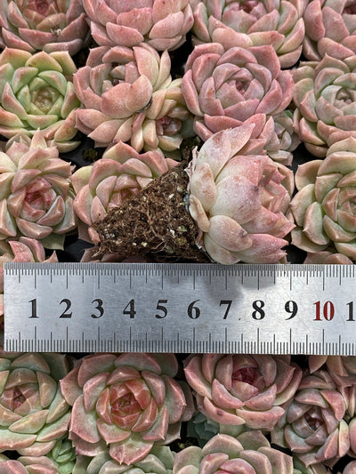 多肉植物 ムゲンホウヨウ 105株セット 品番AB0212