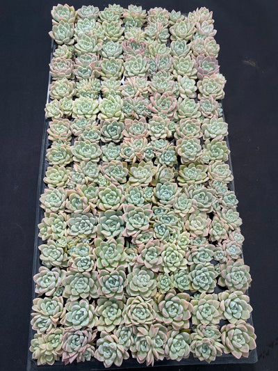 多肉植物 クリームビューティー 105株セット 品番AB0165
