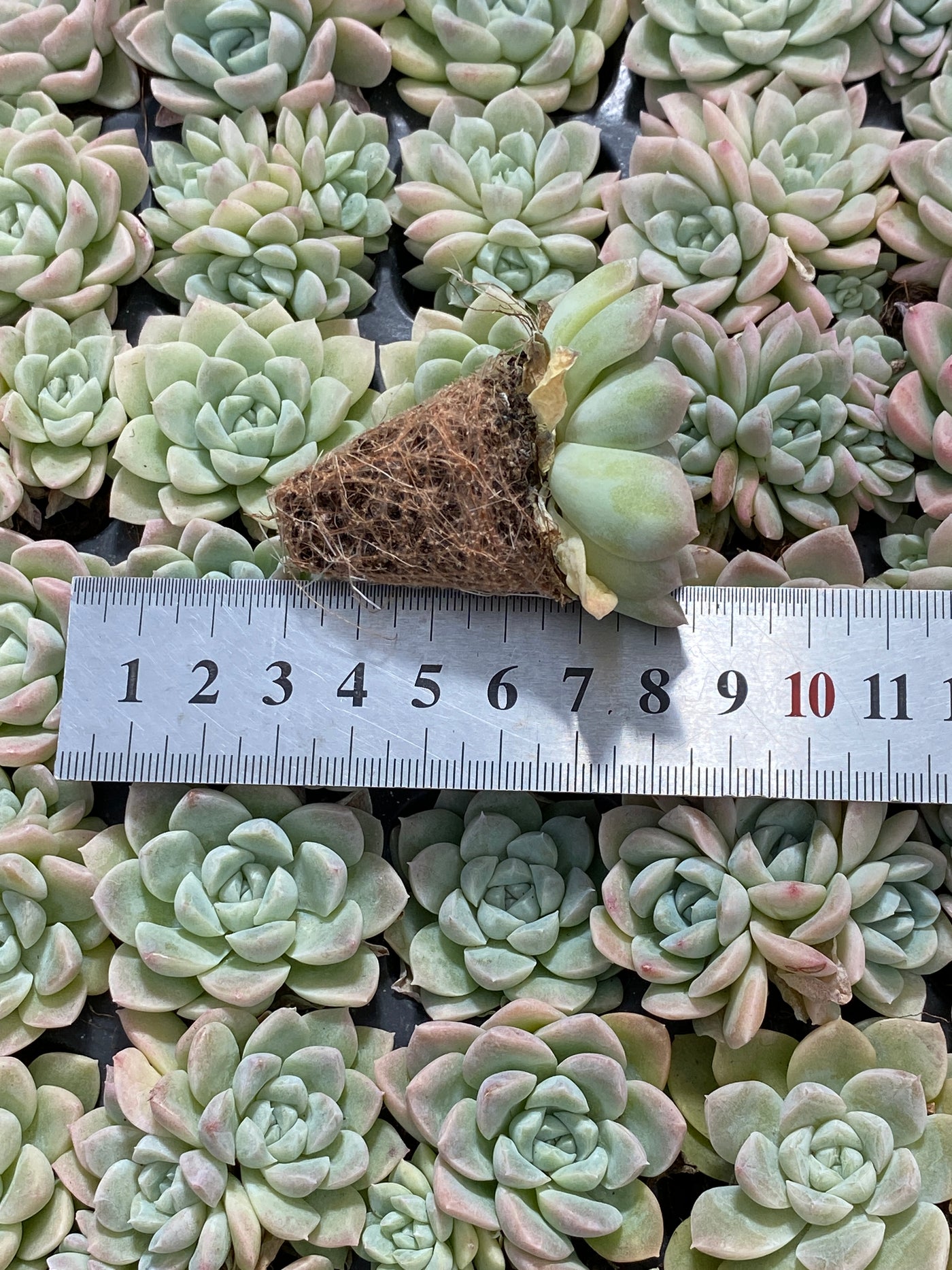 多肉植物 クリームビューティー 105株セット 品番AB0165