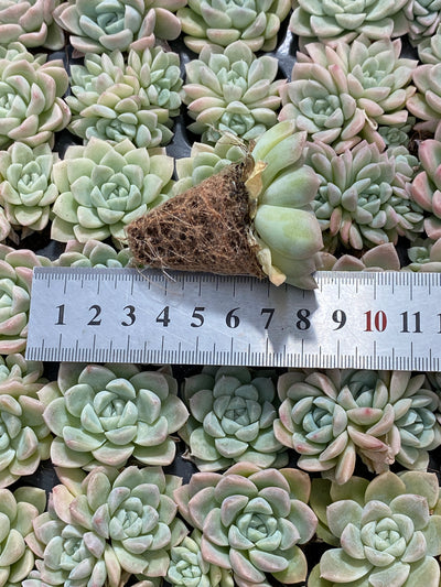 多肉植物 クリームビューティー 105株セット 品番AB0165