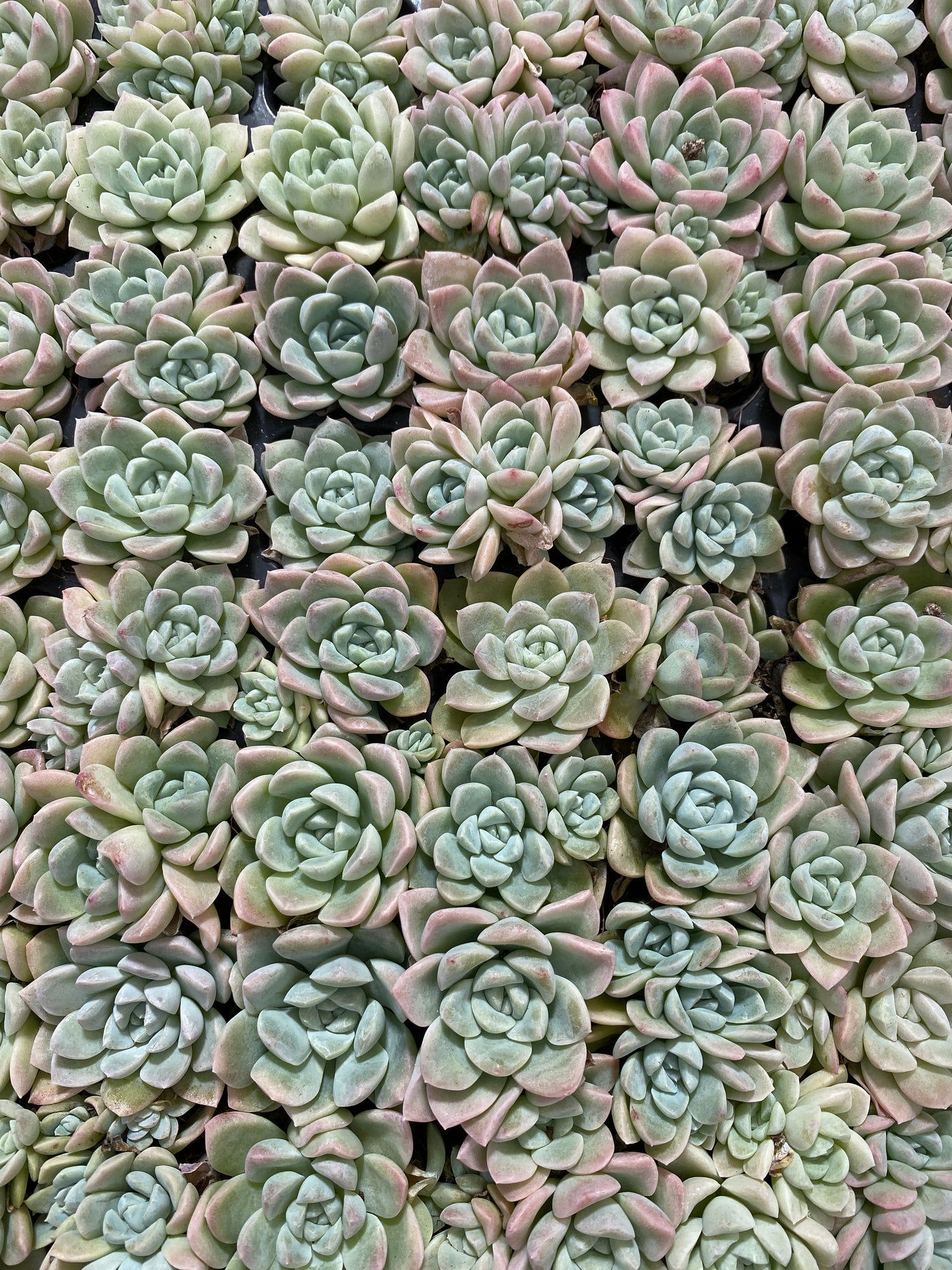 多肉植物 クリームビューティー 105株セット 品番AB0165