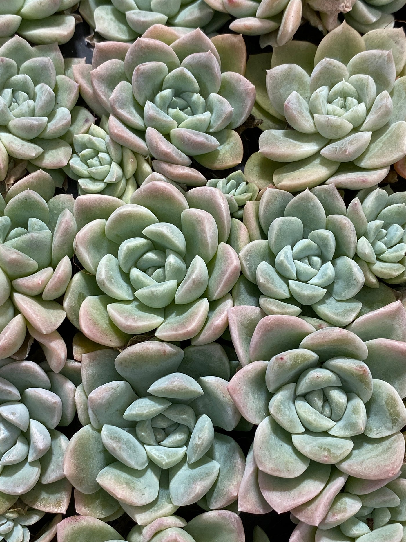 多肉植物 クリームビューティー 105株セット 品番AB0165