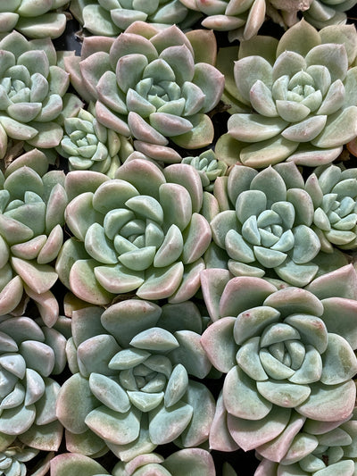 多肉植物 クリームビューティー 105株セット 品番AB0165