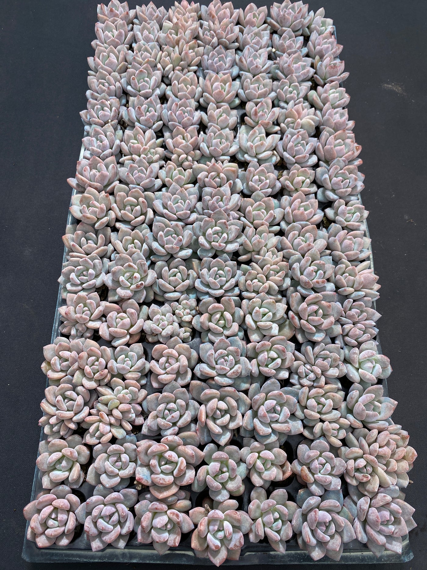 多肉植物 OPアイスジェム 105株セット 品番AB0196