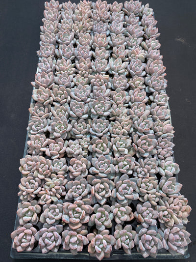 多肉植物 OPアイスジェム 105株セット 品番AB0196