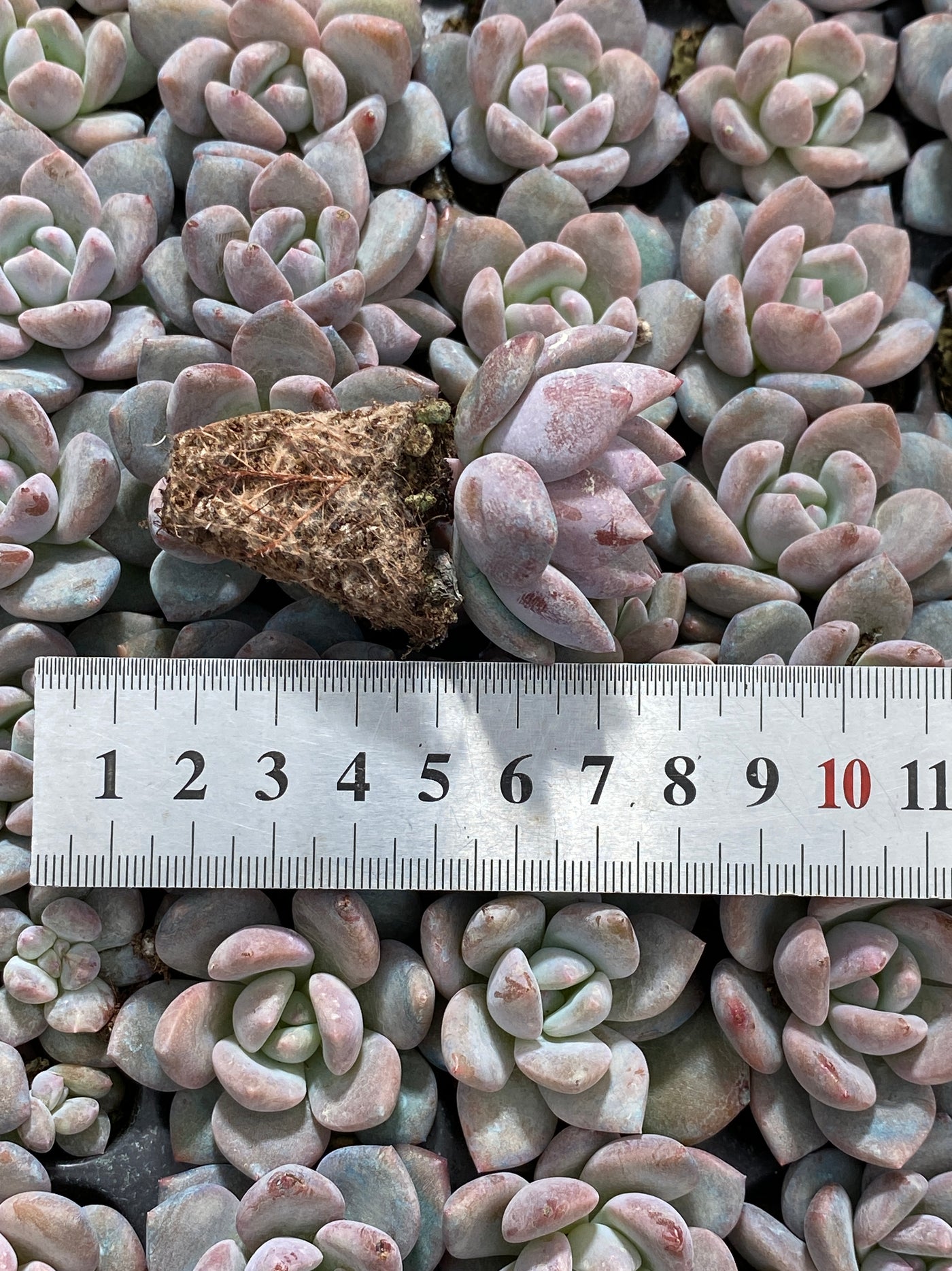 多肉植物 OPアイスジェム 105株セット 品番AB0196