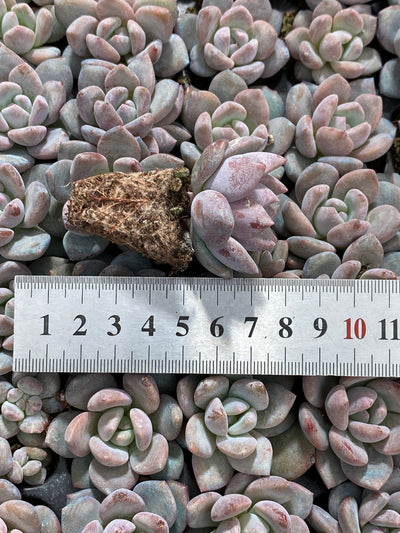 多肉植物 OPアイスジェム 105株セット 品番AB0196