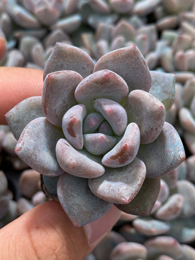 多肉植物 OPアイスジェム 105株セット 品番AB0196