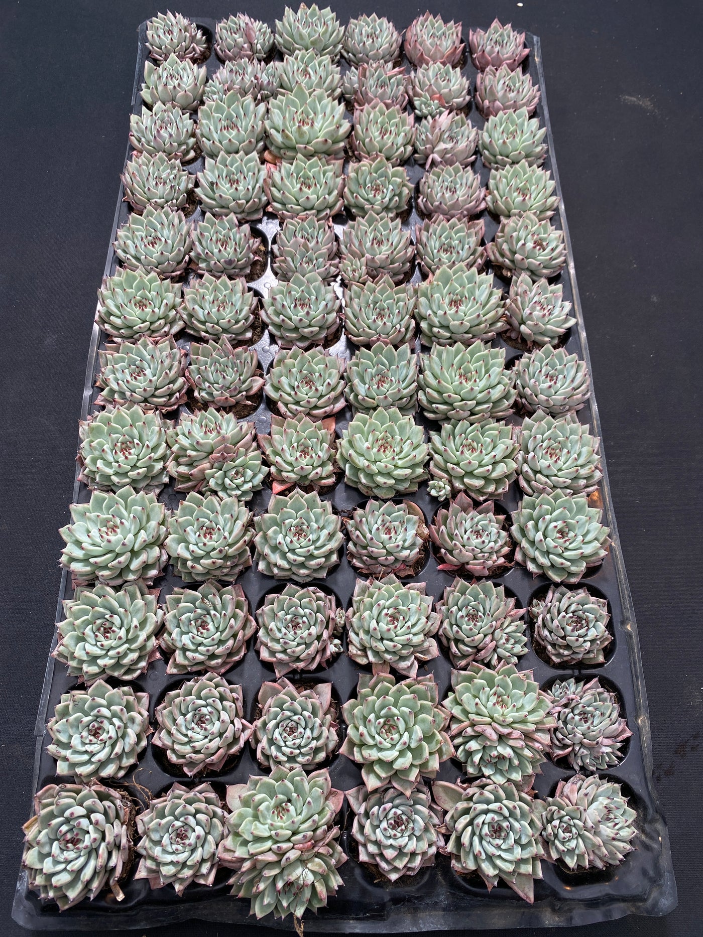 多肉植物 グリーンクロー 72株セット 品番AB0017