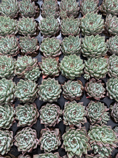 多肉植物 グリーンクロー 72株セット 品番AB0017