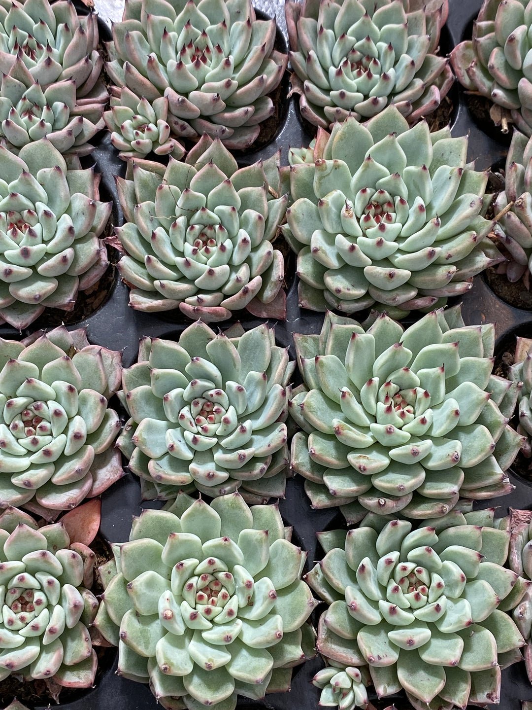 多肉植物 グリーンクロー 72株セット 品番AB0017 – 花のパッセージ