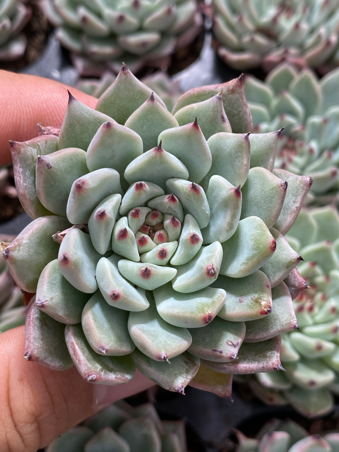 多肉植物 グリーンクロー 72株セット 品番AB0017 – 花のパッセージ