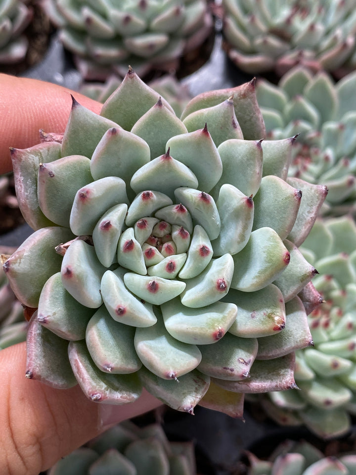 多肉植物 グリーンクロー 72株セット 品番AB0017 – 花のパッセージ