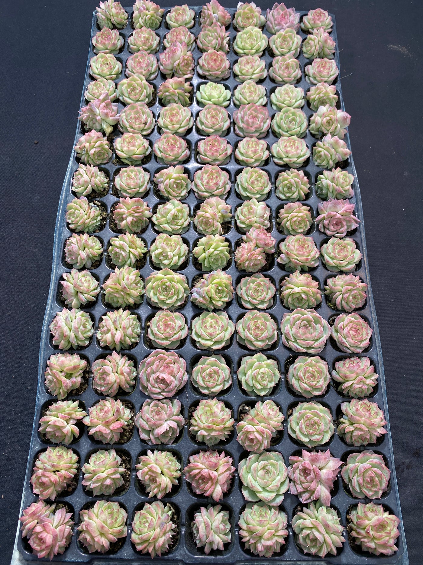 多肉植物 パンドラ 105株セット 品番AB0142