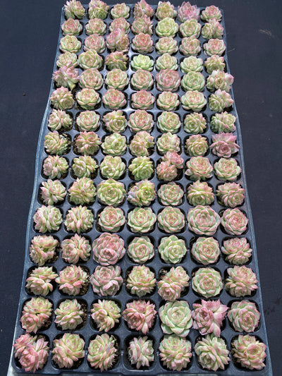 多肉植物 パンドラ 105株セット 品番AB0142