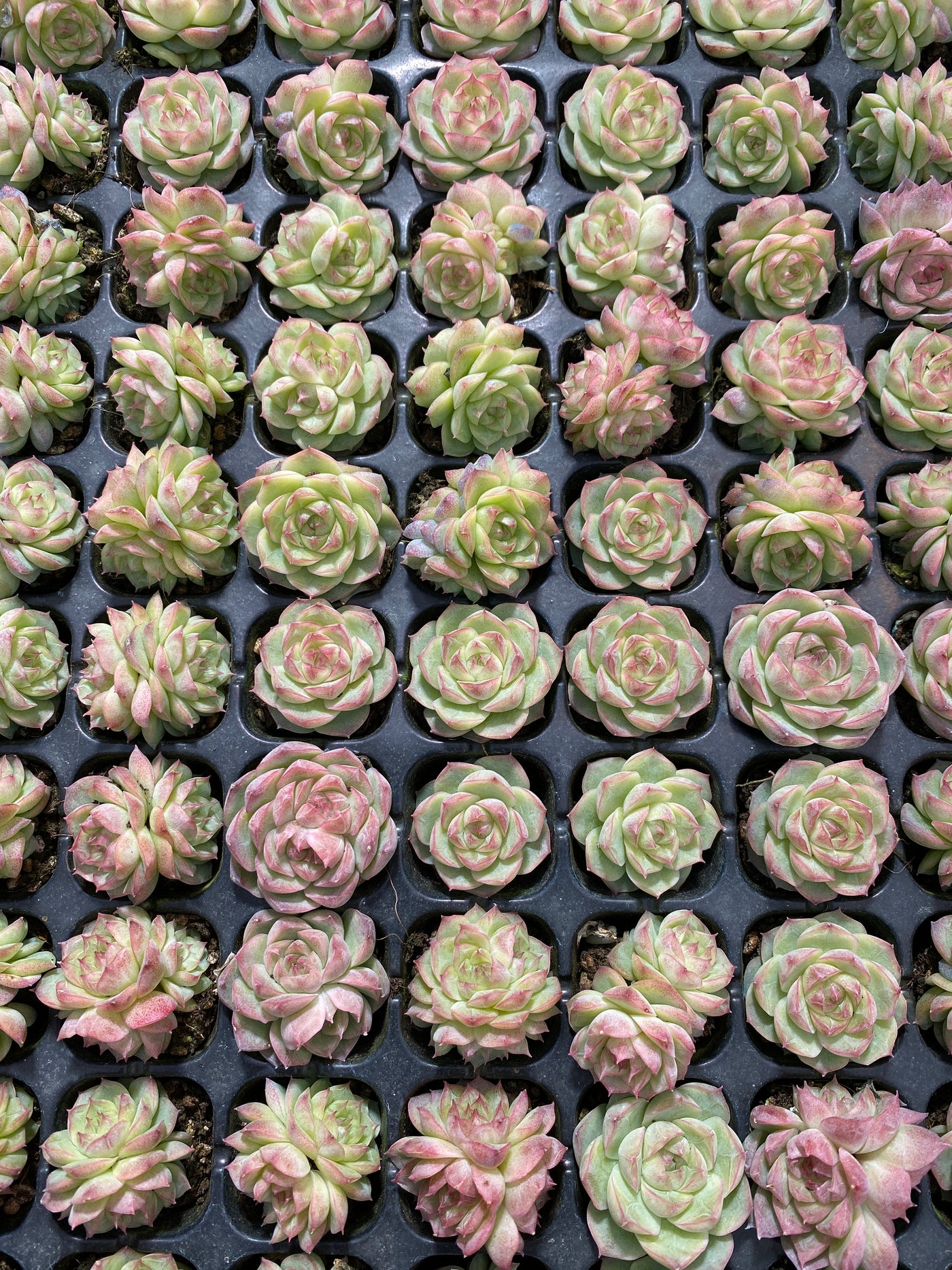 多肉植物 パンドラ 105株セット 品番AB0142