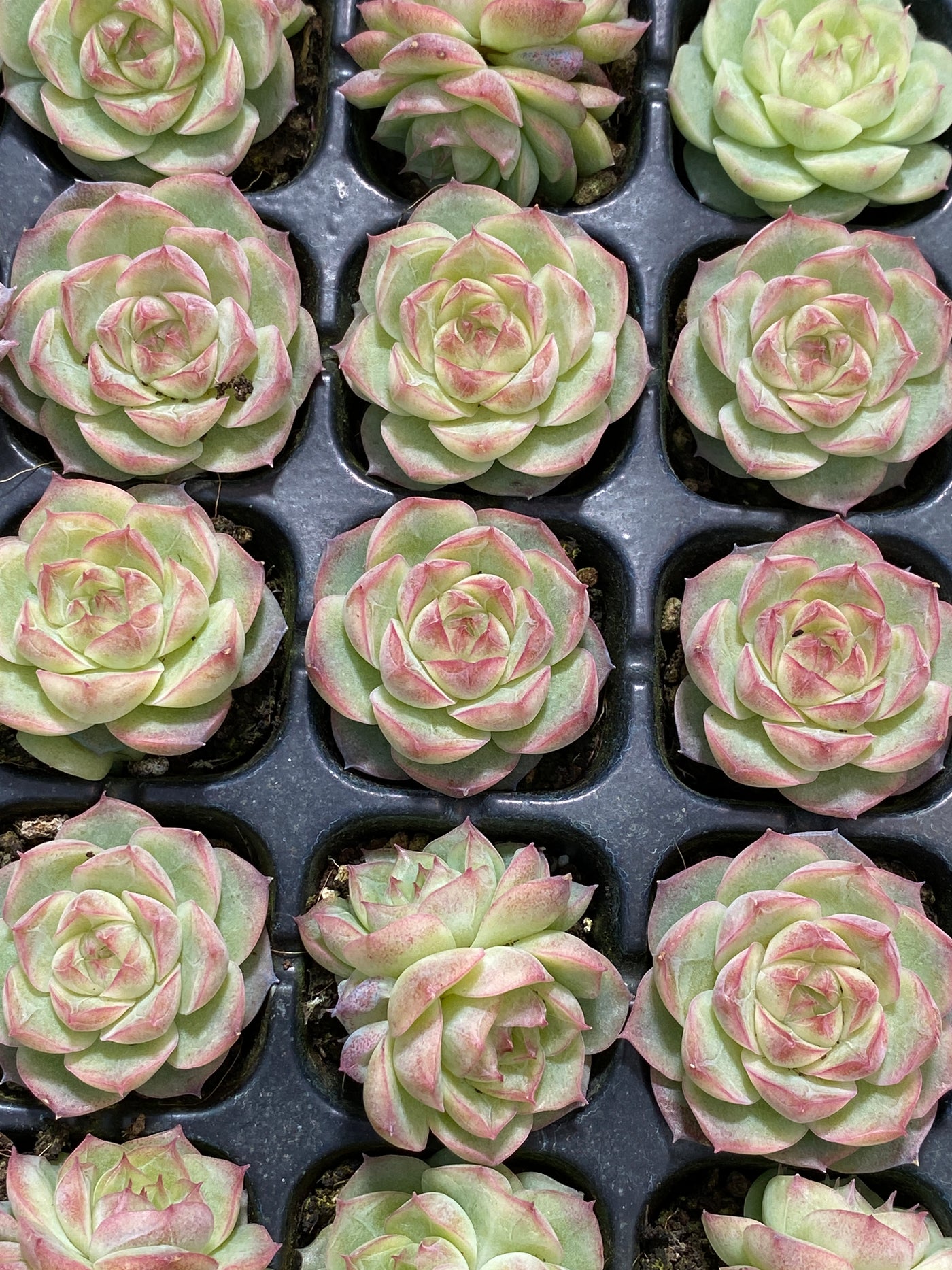 多肉植物 パンドラ 105株セット 品番AB0142