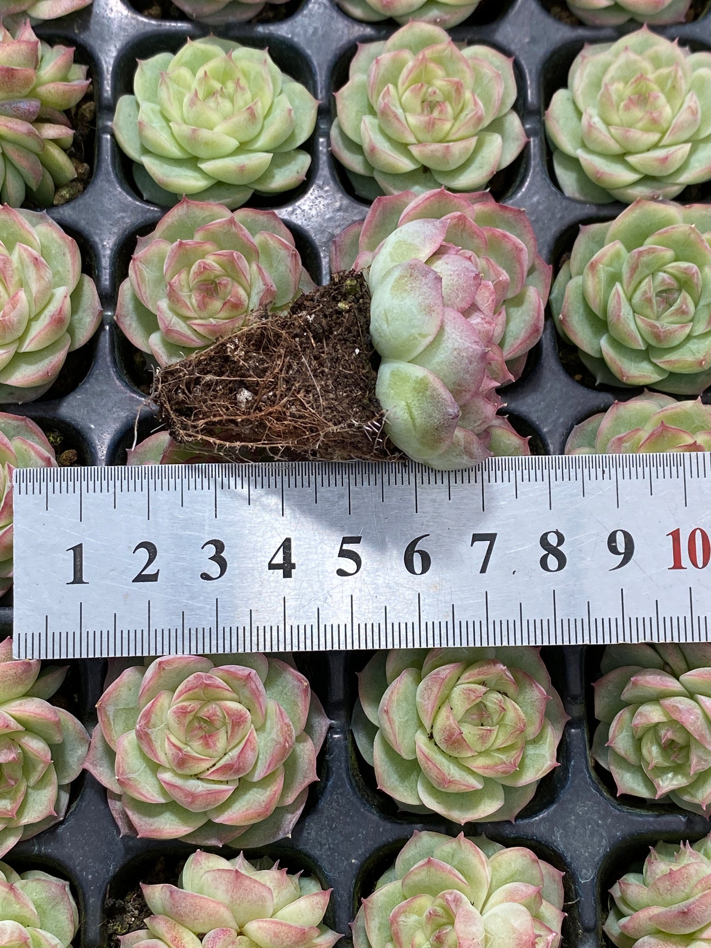 多肉植物 パンドラ 105株セット 品番AB0142