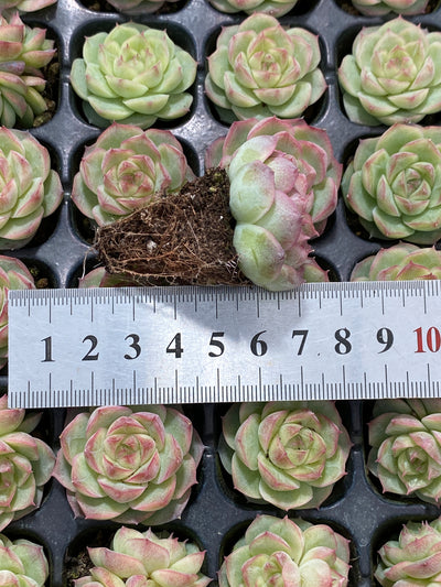 多肉植物 パンドラ 105株セット 品番AB0142