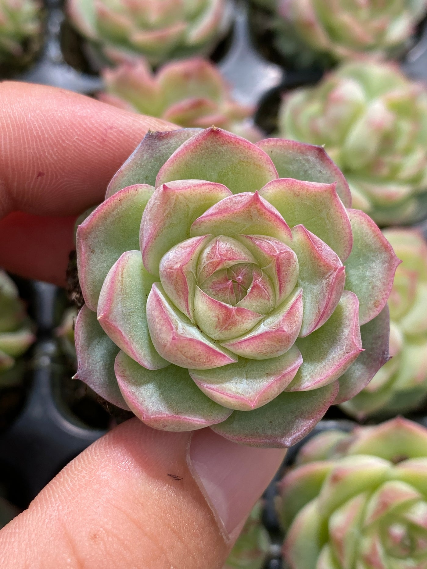 多肉植物 パンドラ 105株セット 品番AB0142